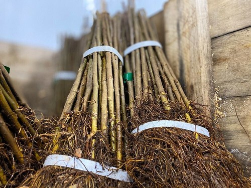 Mm106 apple rootstocks - apple,